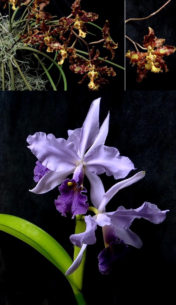 sample orchids